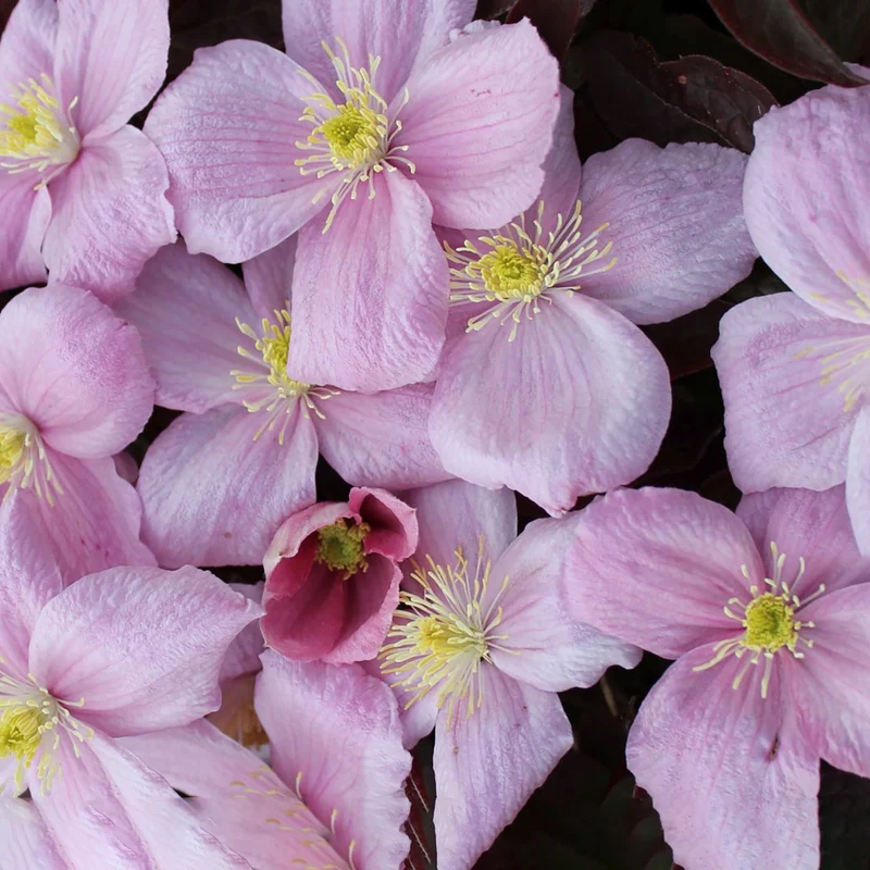 Clematis 'Fragrant Spring'