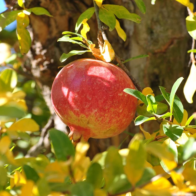 Dwarf Pomegranate Tree (Punica granatum 'Nana') – Seeds