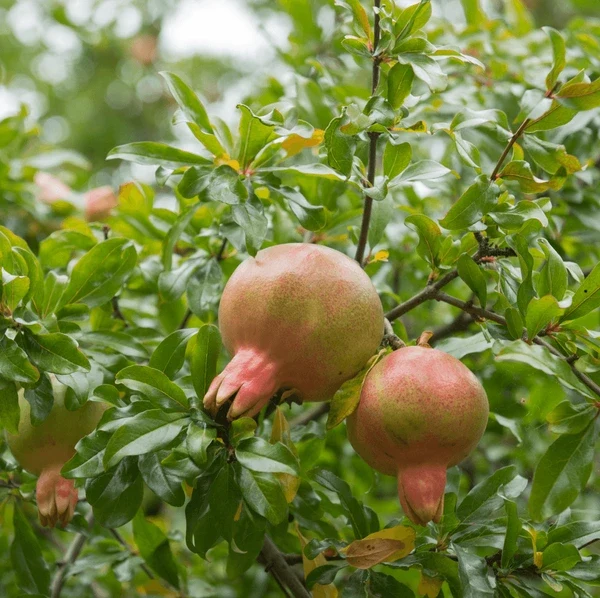 Dwarf Pomegranate Tree (Punica granatum 'Nana') – Seeds