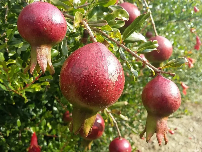 Dwarf Pomegranate Tree (Punica granatum 'Nana') – Seeds