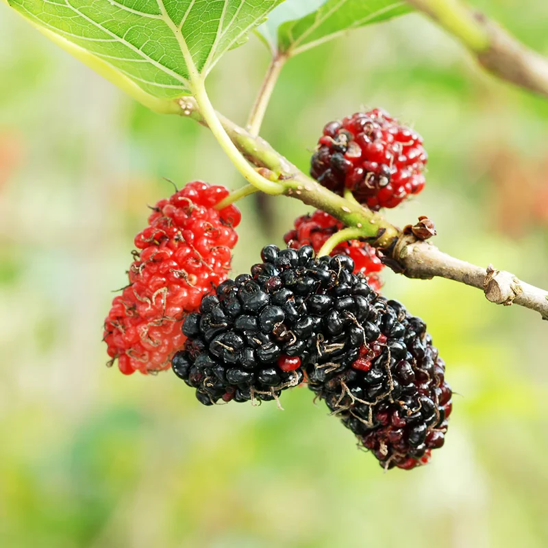 Red Mulberry Tree (Morus rubra) – Seeds