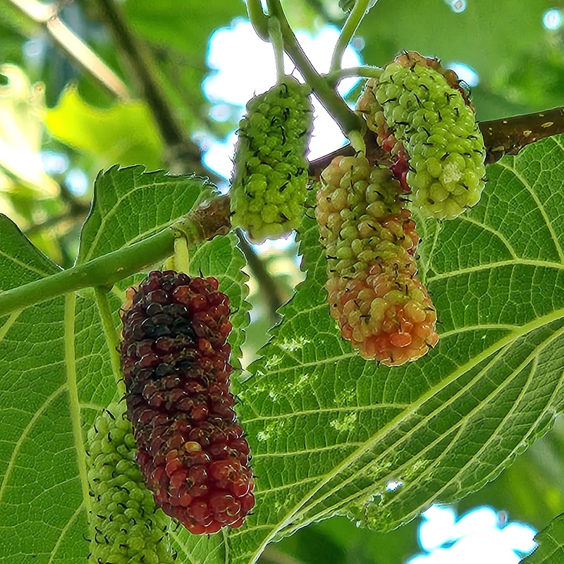 Red Mulberry Tree (Morus rubra) – Seeds