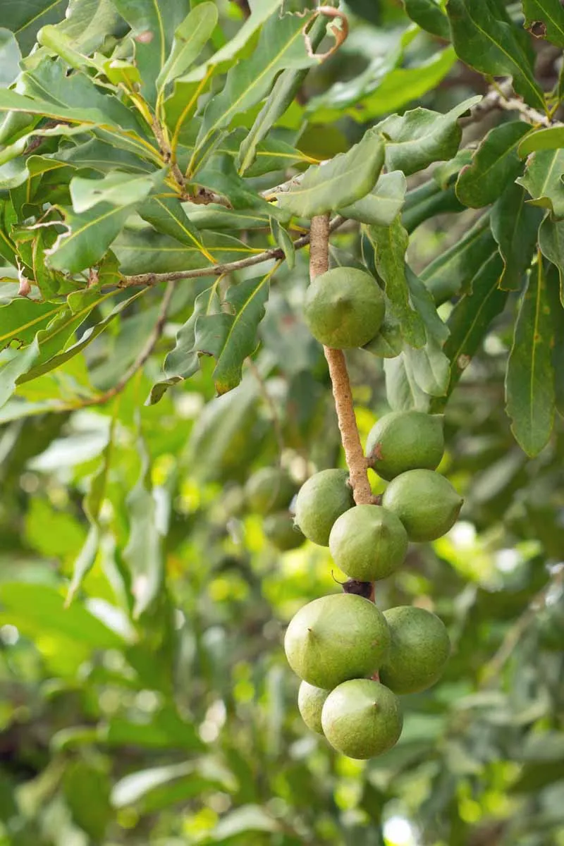 Macadamia Nut Tree (Macadamia integrifolia) – Seeds