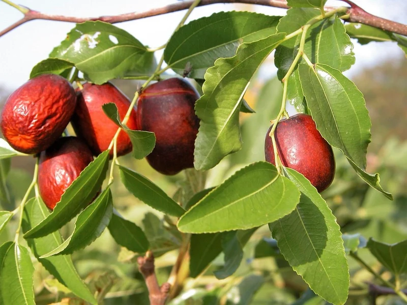 Jujube Tree (Ziziphus jujuba) – Seeds