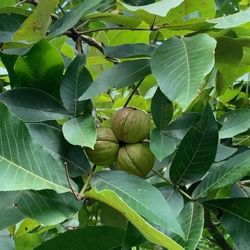 Kingnut Hickory (Carya laciniosa) – Seeds