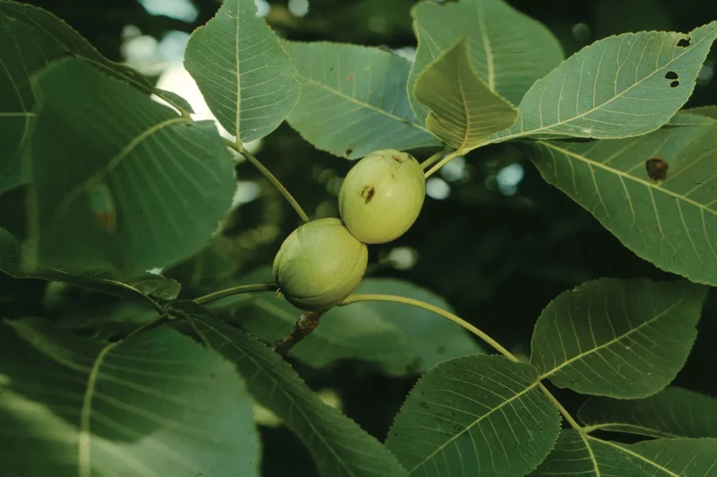 Kingnut Hickory (Carya laciniosa) – Seeds