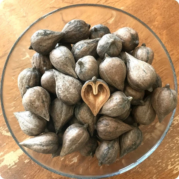 Heartnut Tree (Juglans ailantifolia var. cordiformis) – Seeds