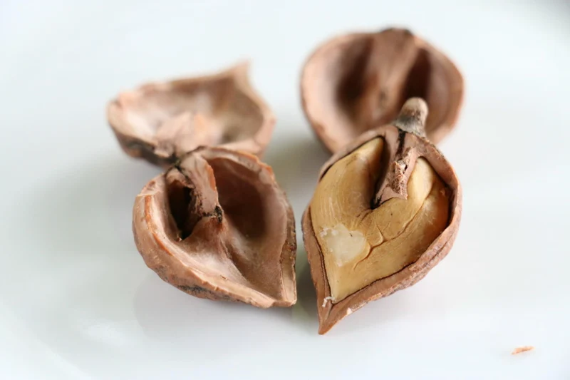 Heartnut Tree (Juglans ailantifolia var. cordiformis) – Seeds