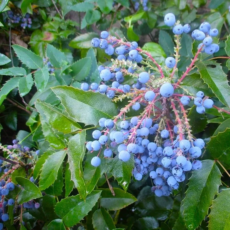 Oregon Grape (Mahonia aquifolium) – Seeds