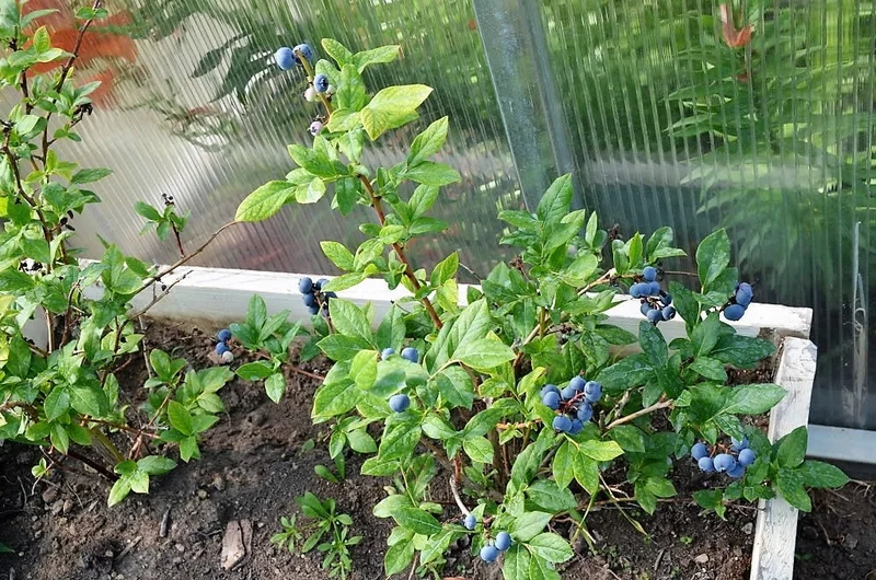 High-Bush Blueberry (Vaccinium corymbosum) – Seeds
