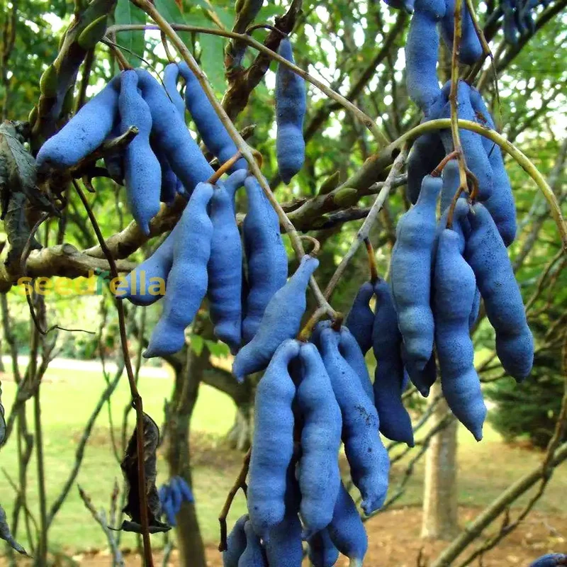 Blue Sausage Fruit (Solanum sambucifolium) – Seeds