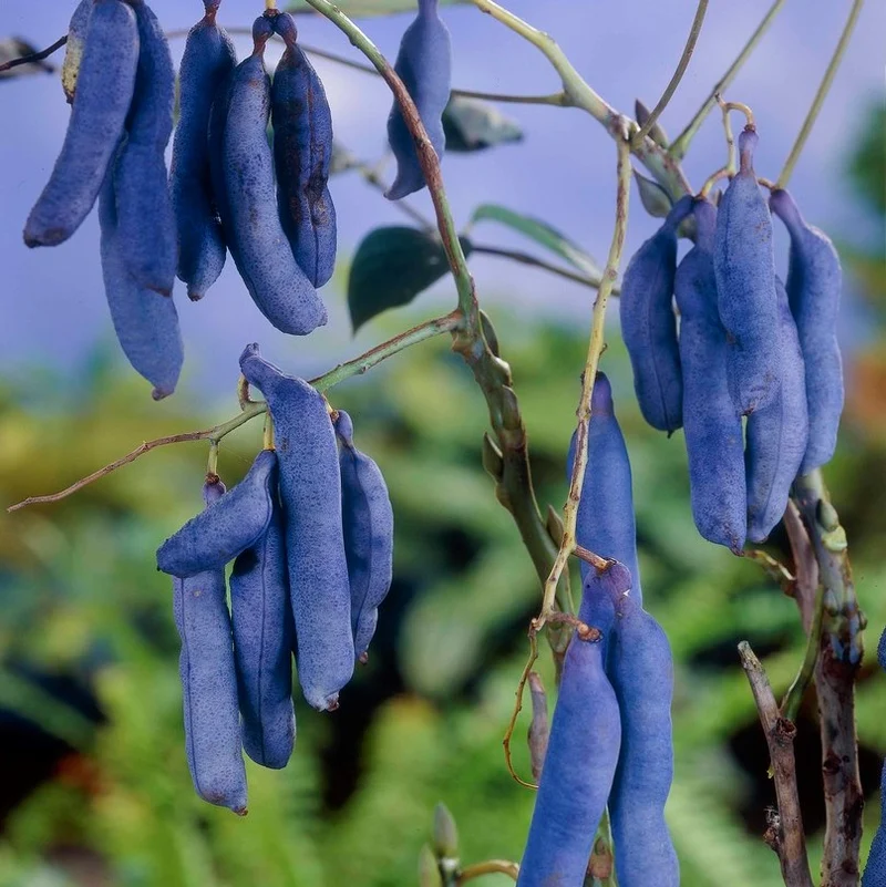 Blue Sausage Fruit (Solanum sambucifolium) – Seeds
