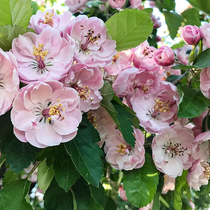Prairie Crabapple (Malus ioensis) – Apple Seeds