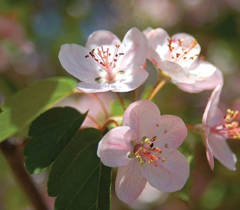 Prairie Crabapple (Malus ioensis) – Apple Seeds