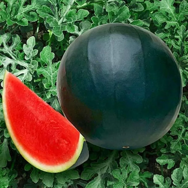 Congo Watermelon (Citrullus lanatus) – AAS Winner Red Fruit Melon Seeds