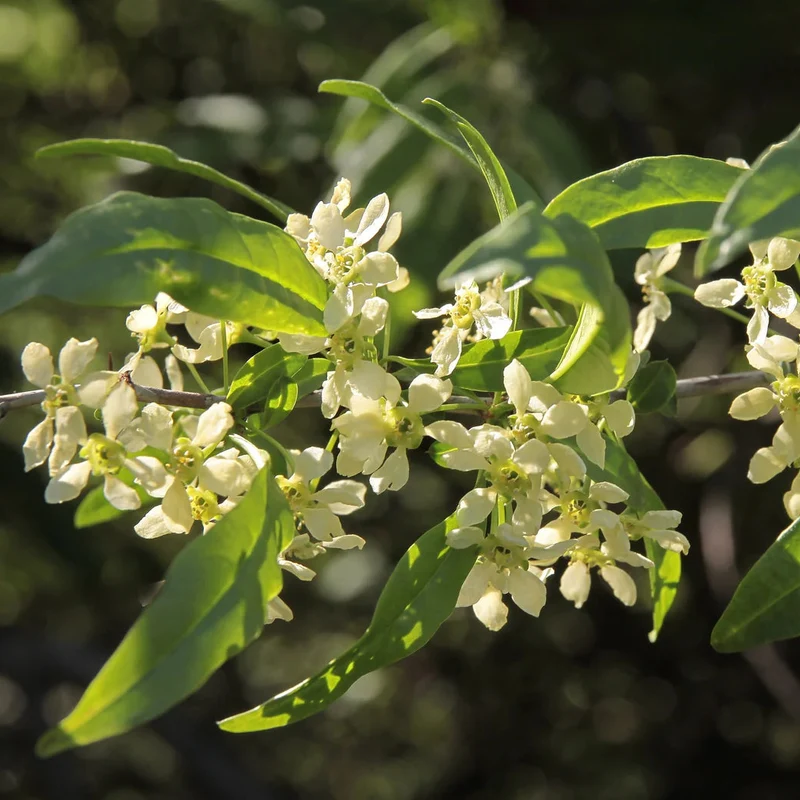 Cherry Prinsepia (Chinese Sinensis) – Edible Red Fruit Tree Shrub Flower Seeds
