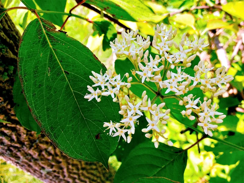 Silky Dogwood Shrub (Cornus amomum syn. Coerulea) – White Flower & Silver-Blue Berry Seeds (Kinnikinnik, Red Willow)