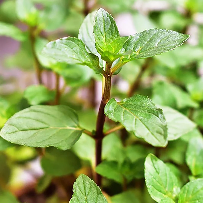 Chocolate Mint Seeds Perennial, Fast-Growing for Patio And Container Garden
