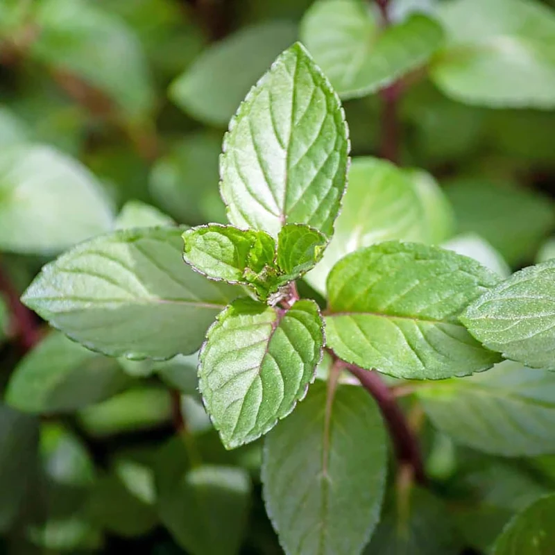 Chocolate Mint Seeds Perennial, Fast-Growing for Patio And Container Garden