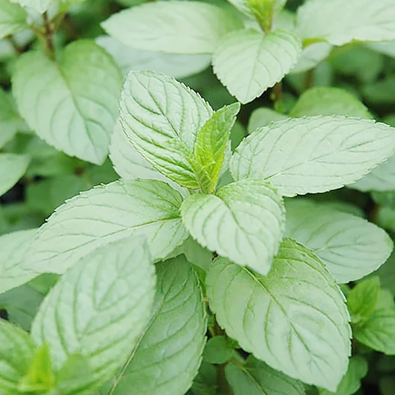 Chocolate Mint Seeds Perennial, Fast-Growing for Patio And Container Garden
