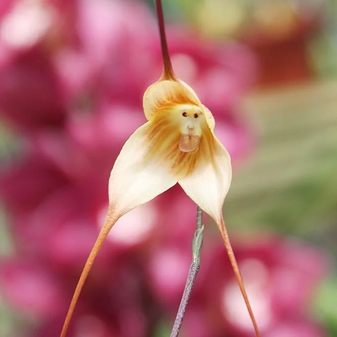 Monkey Face Orchid Seeds Dracula Simia Perennial Non GMO Fragrant Indoor Plant