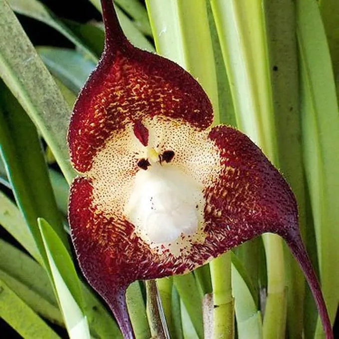 Monkey Face Orchid Seeds Dracula Simia Perennial Non GMO Fragrant Indoor Plant