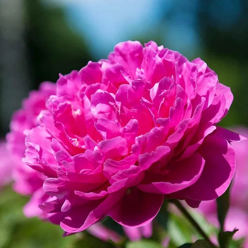 Mixed Peony Seeds, Popular Flowering Perennial Plant with Large Fragrant Blooms for Gardens And Floral Arrangements