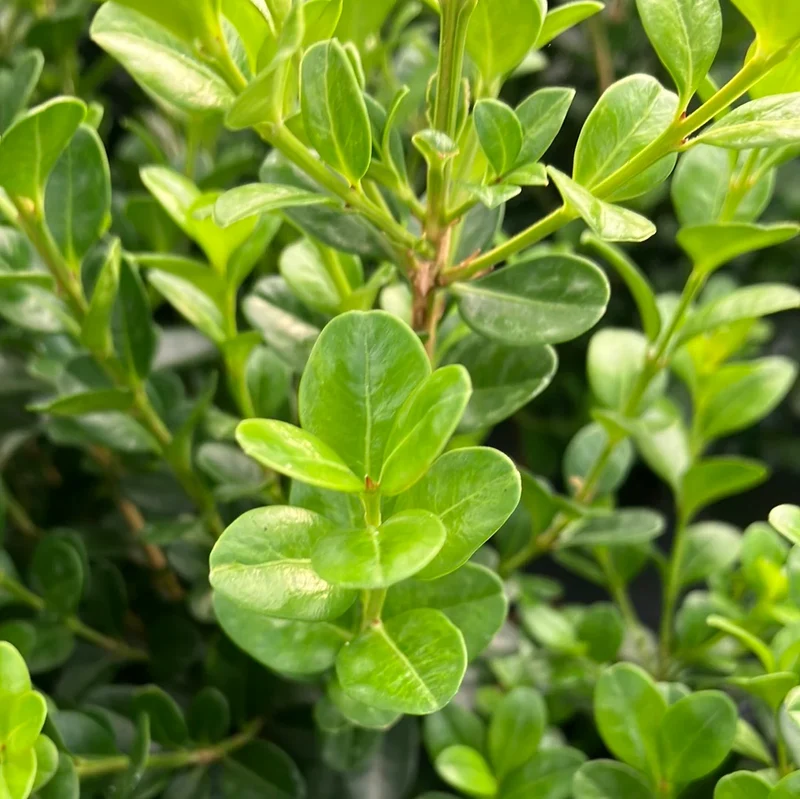 Wintergreen Japanese Boxwood Seeds – Buxus microphylla Evergreen Hedge for Borders & Landscaping