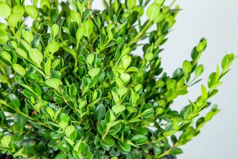 Wintergreen Japanese Boxwood Seeds – Buxus microphylla Evergreen Hedge for Borders & Landscaping