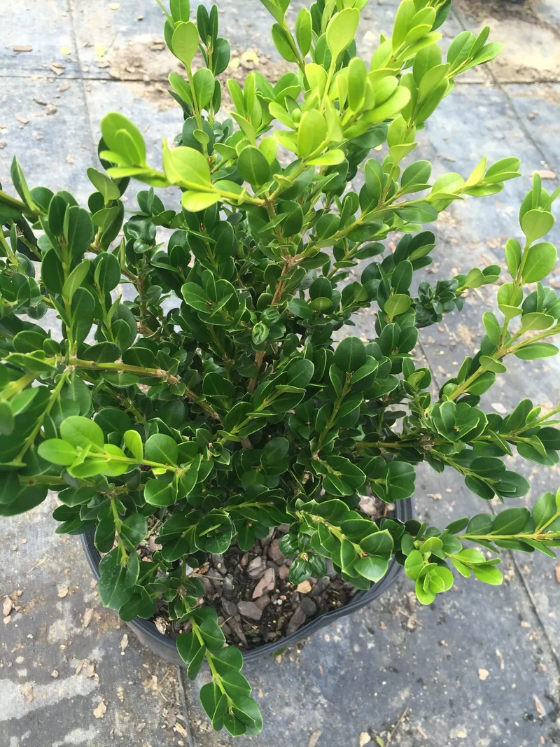 Wintergreen Japanese Boxwood Seeds – Buxus microphylla Evergreen Hedge for Borders & Landscaping