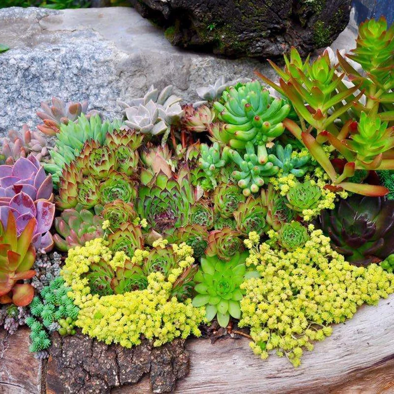 Sedum Seeds (Mixed Sedum Seeds) - Easy-Care Perennial for Containers and Ground Cover
