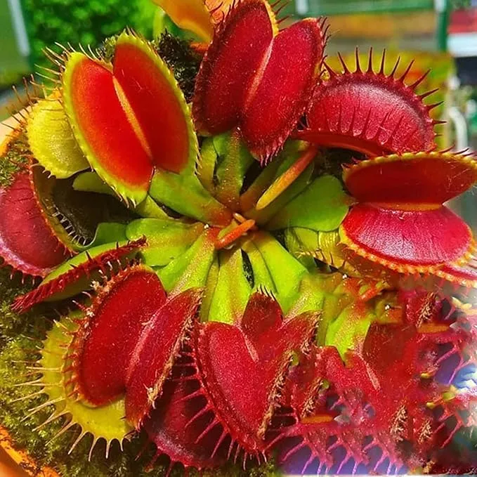 Venus Flytrap Seeds – Dionaea Muscipula Carnivorous Plant Seeds