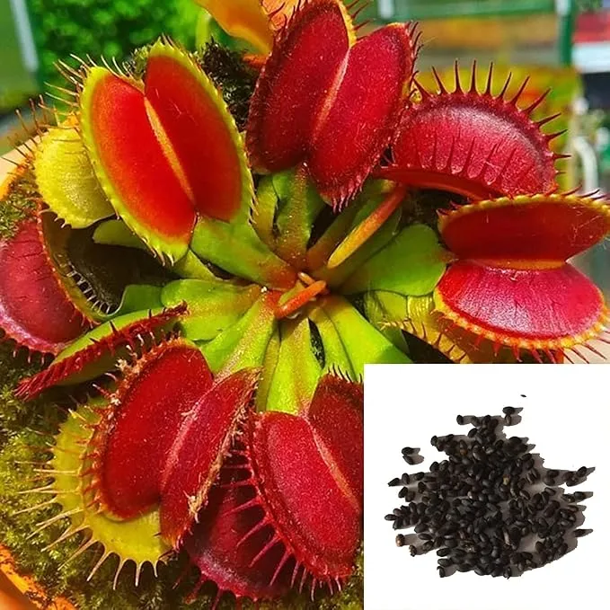Venus Flytrap Seeds – Dionaea Muscipula Carnivorous Plant Seeds