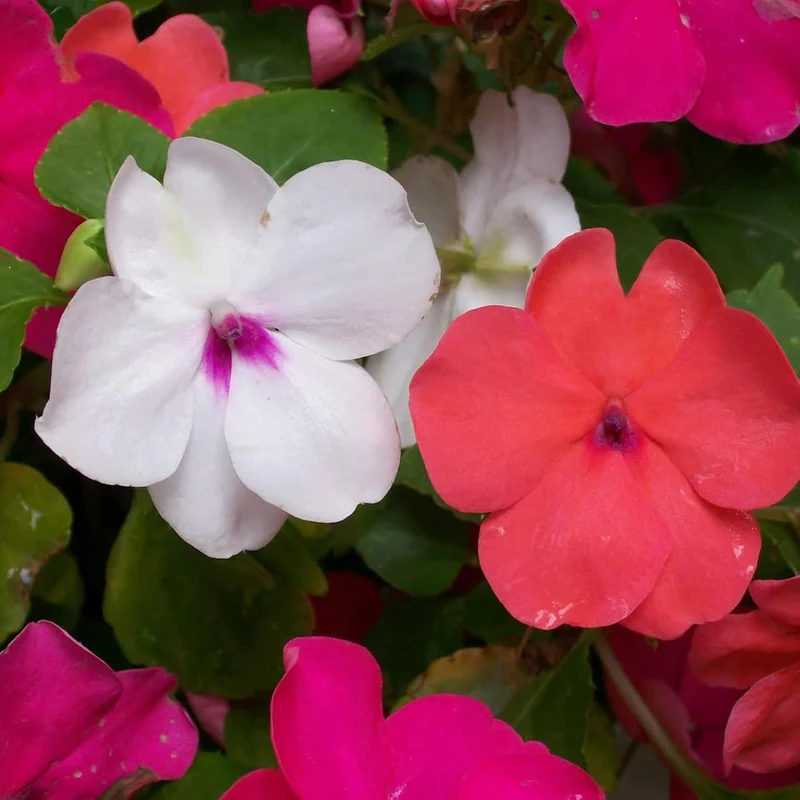 Impatiens Seeds Touch Me Not Balsams Attract Pollinators Garden Beds Borders Flower Seeds