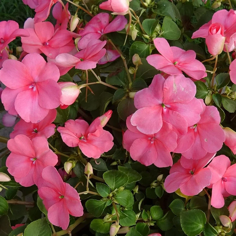 Impatiens Seeds Touch Me Not Balsams Attract Pollinators Garden Beds Borders Flower Seeds