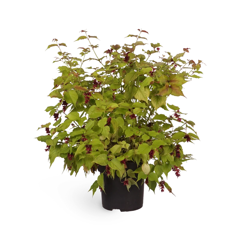 Leycesteria formosa 'Little Lanterns'®