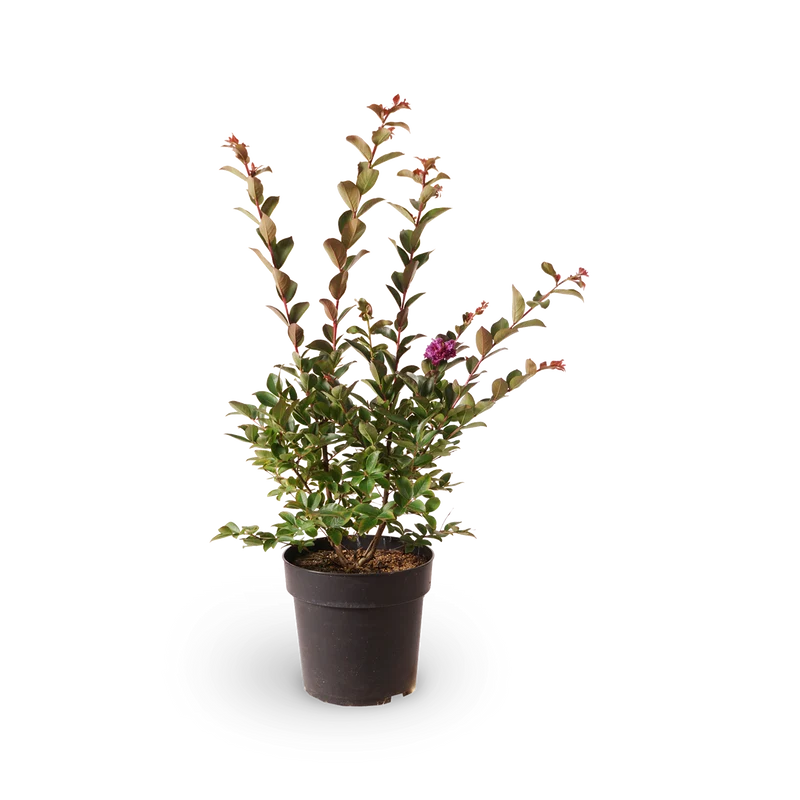 Lagerströmie 'Purple Star'®