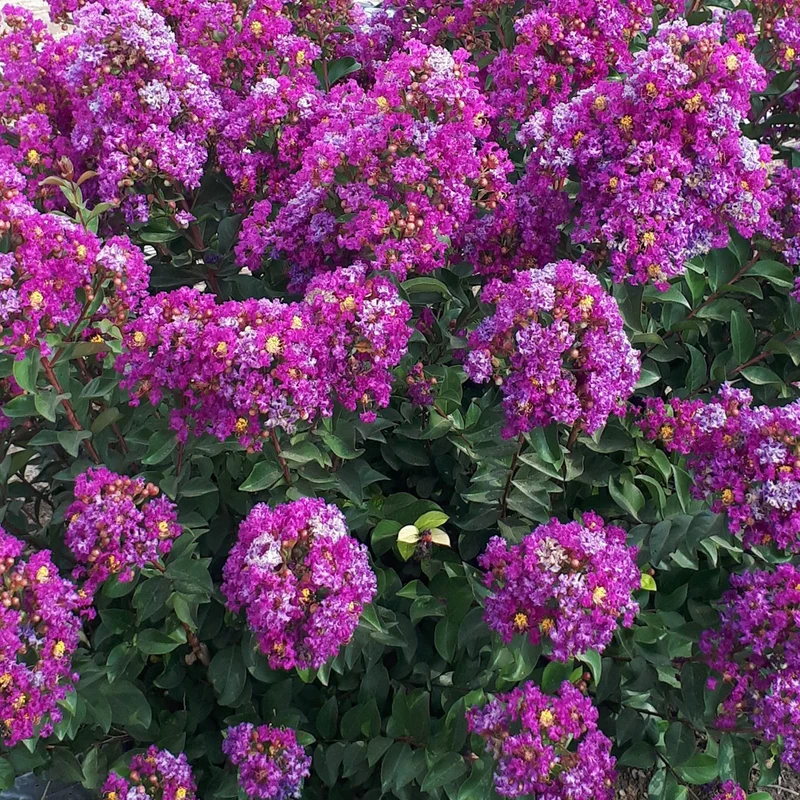 Lagerströmie 'Purple Star'®