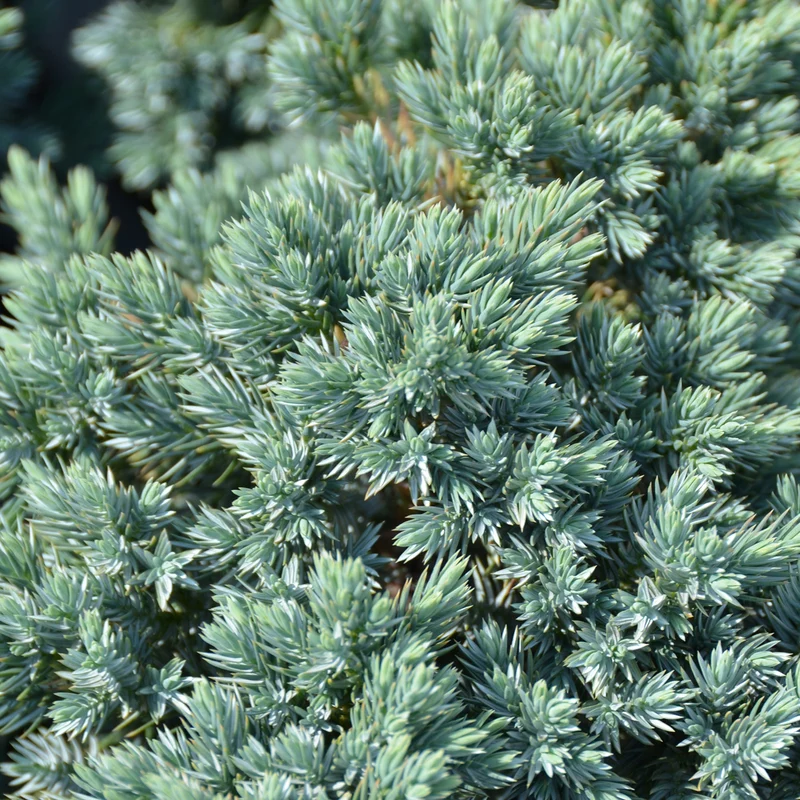 Blauer Zwerg-Wacholder 'Blue Star'