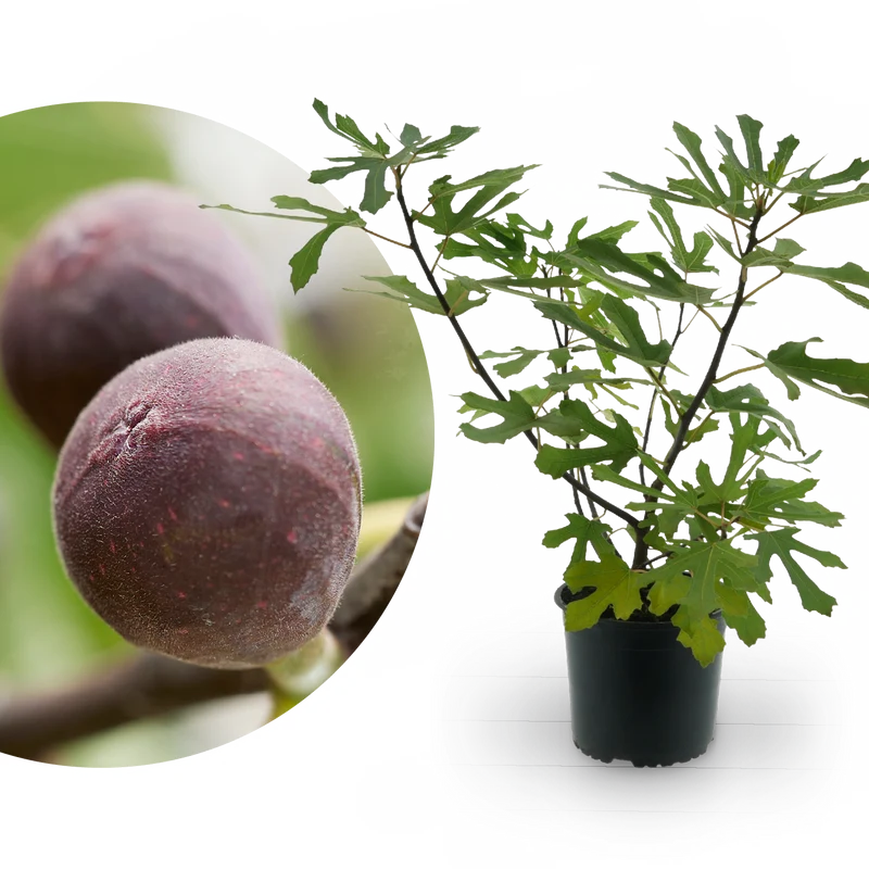 Feigenbaum ‘Little Firoma’