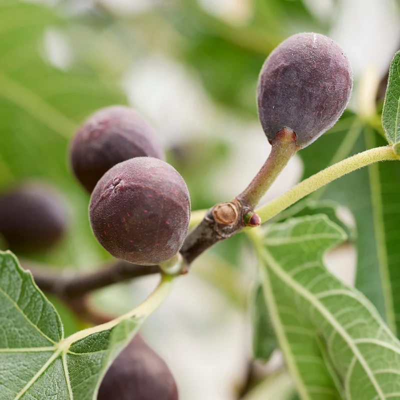 Feigenbaum ‘Little Firoma’