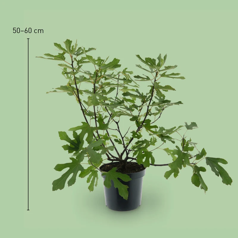 Feigenbaum ‘Little Firoma’