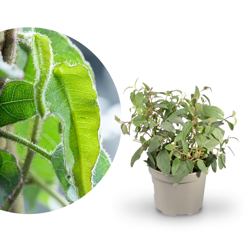 Anti-Mücken-Pflanze: Zitronen-Eukalyptus