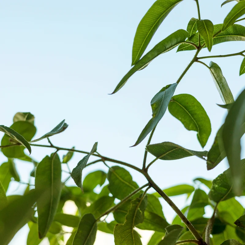 Anti-Mücken-Pflanze: Zitronen-Eukalyptus