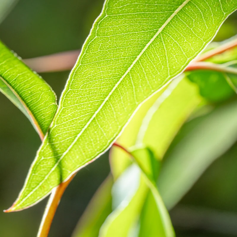Anti-Mücken-Pflanze: Zitronen-Eukalyptus