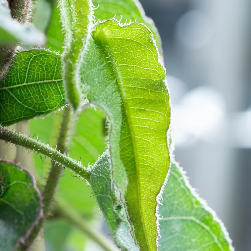 Anti-Mücken-Pflanze: Zitronen-Eukalyptus