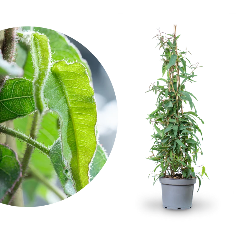 Anti-Mücken-Pflanze: Zitronen-Eukalyptus