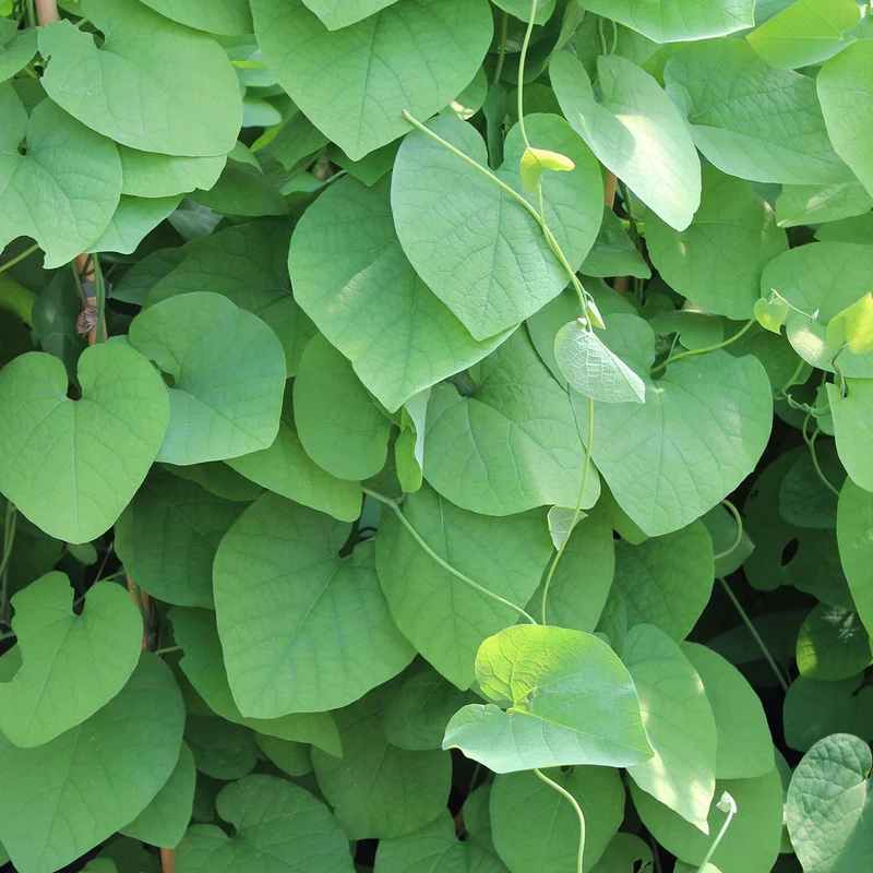 Aristolochia macrophylla