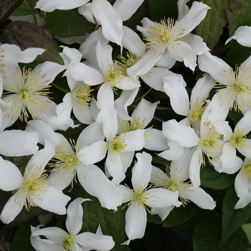 Clematis 'Wilsonii'