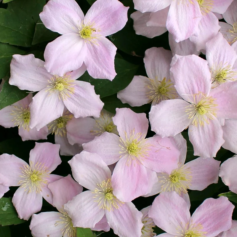 Berg-Waldrebe 'Mayleen'